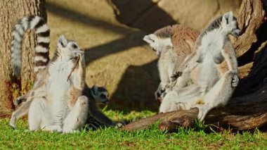 Bir grup lemurun yeşil çimlerin üzerinde güneşlenerek güneşlenmesi..