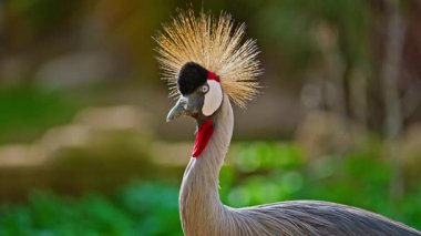 Egzotik kuş siyah taçlı vinç yakın plan.