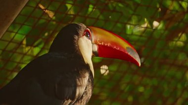 Büyük turuncu gagalı bir Toucan ağaçta sessizce oturuyor..