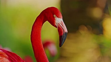 Parlak kırmızı bir Amerikan flamingosunu kapat. Bu yakın çekim videosu ayrıntılı bir görünümü gösterir. Pembe kuşlarla güzel pembe bir arka plan. Gölde muhteşem pembe flamingolar.