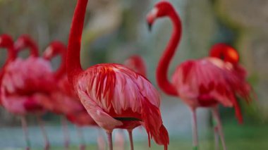 Parlak kırmızı renkli güzel flamingolar bir gölette yan yana duruyorlar..