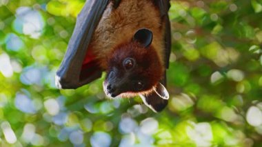 Uçan tilkiler gündüz vakti ormanda baş aşağı asılı duruyorlar..