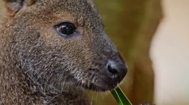 Wallaby Kangurusu bir kanguru türüdür. Yakın plan yeşil bir yaprağı çiğniyor..