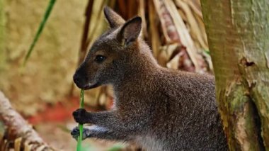 Wallaby Kangurusu bir kanguru türüdür. Yakın plan yeşil bir yaprağı çiğniyor..