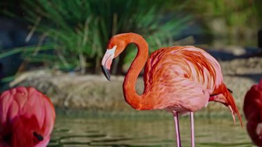 Parlak kırmızı bir Amerikan flamingosunu kapat. Bu yakın çekim videosu ayrıntılı bir görünümü gösterir. Pembe kuşlarla güzel pembe bir arka plan. Gölde muhteşem pembe flamingolar.