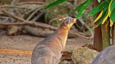 Wallaby Kangurusu bir kanguru türüdür. Yakın plan yeşil bir yaprağı çiğniyor..