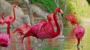Parlak kırmızı renkli güzel flamingolar bir gölette yan yana duruyorlar..