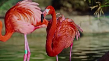 Parlak kırmızı Amerikan flamingosu. Gölde pembe flamingolar. Yakın çekim..