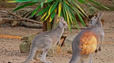 Wallaby Kangurusu bir kanguru türüdür. Yakın plan zıplayan kanguru..