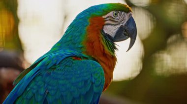 Farklı renkte güzel bir papağanın portresi. Yakın çekim..