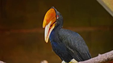 Büyük egzotik boynuz gagası, yeşil ormandaki büyük Kızılderili boynuz gagası. Yakın çekim..