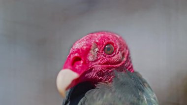 Kral akbabanın egzotik kuşunun portresi. Yakın çekim..