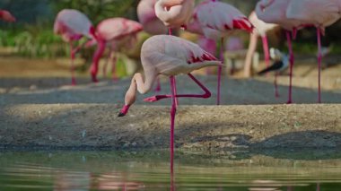 Parlak kırmızı bir Amerikan flamingosunu kapat. Bu yakın çekim videosu ayrıntılı bir görünümü gösterir. Pembe kuşlarla güzel pembe bir arka plan. Gölde muhteşem pembe flamingolar.