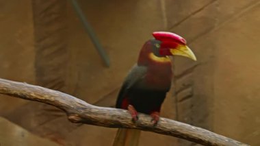 Büyük egzotik boynuz gagası, yeşil ormandaki büyük Kızılderili boynuz gagası. Yakın çekim..