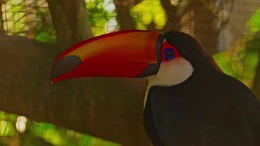 Büyük turuncu gagalı bir Toucan ağaçta sessizce oturuyor..