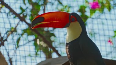 Büyük turuncu gagalı bir Toucan ağaçta sessizce oturuyor..