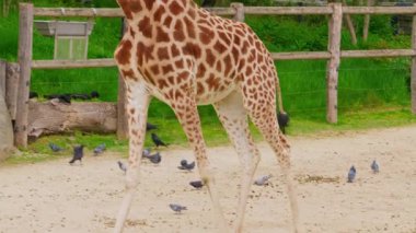  Afrika zürafası hayvanat bahçesinde yeşil ağaçlara karşı. Yakın çekim..