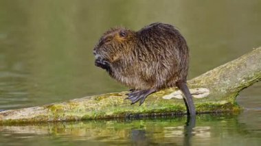 Göldeki bir kütüğün üzerinde oturup güneşin altında kendini temizleyen tatlı bir fıstık..