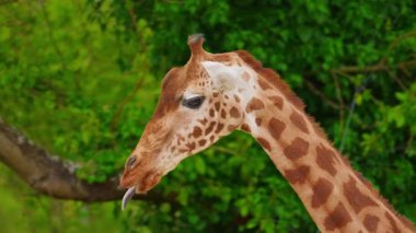 Hayvanat bahçesindeki yeşil ağaçlara karşı Afrika zürafasının portresi. Yakın çekim..