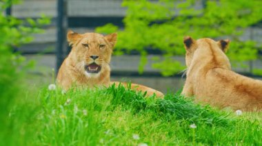 Bir çift genç aslan yeşil çimlerde oynuyorlar..