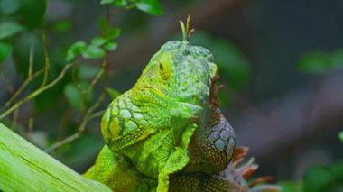 Yeşil iguana, büyük ağaçsı otçul kertenkele türü. Ağaç dalında iguana. Yakın çekim..