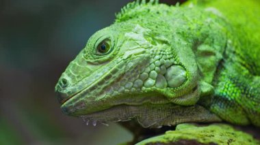 Yeşil iguana, büyük ağaçsı otçul kertenkele türü. Ağaç dalında iguana. Yakın çekim..