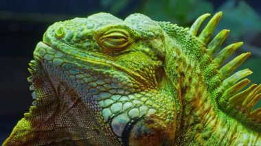 Yeşil iguana, büyük ağaçsı otçul kertenkele türü. Ağaç dalında iguana. Yakın çekim..