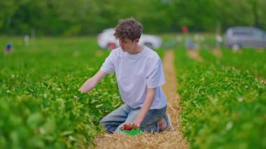 Çilek tarlalarında çilek toplayan bir genç. Çilek tarlası.