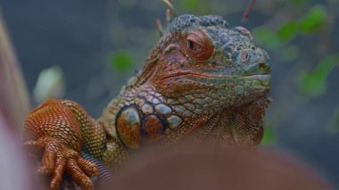 Güzel iguananın yakın plan profil portresi.