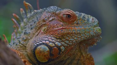 Güzel iguananın yakın plan profil portresi.