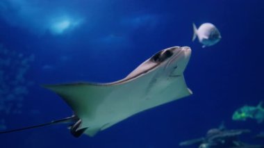 Oceanarium 'daki büyük akvaryumda vatozlar. Hayvanların yaşamını gözlemlemek..