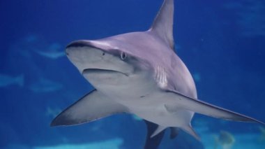 Büyük köpekbalığı akvaryumda yüzer. Akvaryumun camından tehlikeli hayvana iyice bakabilirsin..