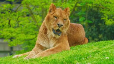 Büyük, güzel bir dişi aslan çimlerin üzerinde dinleniyor..