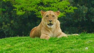 Büyük, güzel bir dişi aslan çimlerin üzerinde dinleniyor..