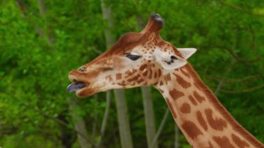 Hayvanat bahçesindeki yeşil ağaçlara karşı Afrika zürafasının portresi. Yakın çekim..