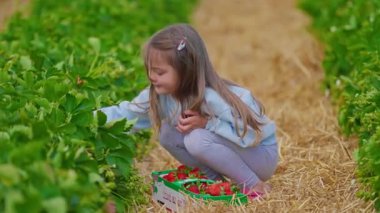 Küçük güzel kız çilek tarlasında olgun çilek topluyor. Çilek hasadı.