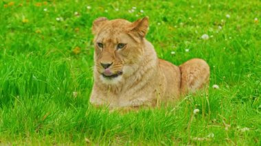 Büyük, güzel bir dişi aslan çimlerin üzerinde dinleniyor..