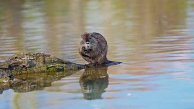 Göldeki bir kütüğün üzerinde oturup güneşin altında kendini temizleyen tatlı bir fıstık..