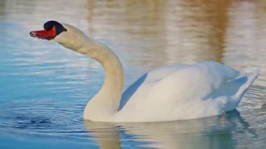 Güzel beyaz bir kuğu gölde yüzer ve tüylerini temizler..
