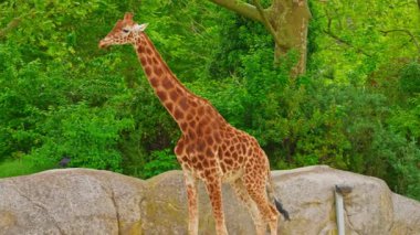  Afrika zürafası hayvanat bahçesinde yeşil ağaçlara karşı. Yakın çekim..