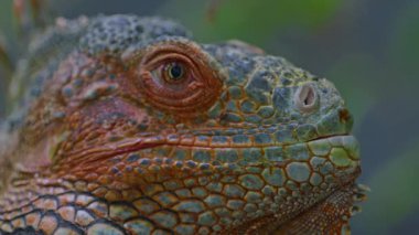 Güzel iguananın yakın plan profil portresi.