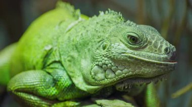 Yeşil iguana, büyük ağaçsı otçul kertenkele türü. Ağaç dalında iguana. Yakın çekim..