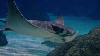  Kartal ışınları büyük bir akvaryumda suyun altında süzülür. Vatozların davranışlarını izliyorum..