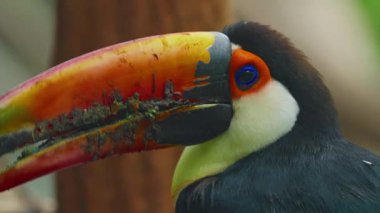 Bir dala tüneyen Ramphastos Toco 'nun yakın çekimi.