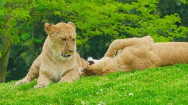 Bir çift genç aslan yeşil çimlerde oynuyorlar..