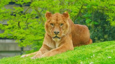 Büyük, güzel bir dişi aslan çimlerin üzerinde dinleniyor..