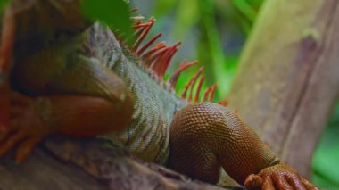 Güzel iguananın yakın plan profil portresi.