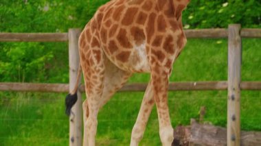  Afrika zürafası hayvanat bahçesinde yeşil ağaçlara karşı. Yakın çekim..