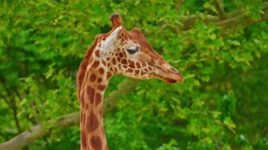 Hayvanat bahçesindeki yeşil ağaçlara karşı Afrika zürafasının portresi. Yakın çekim..