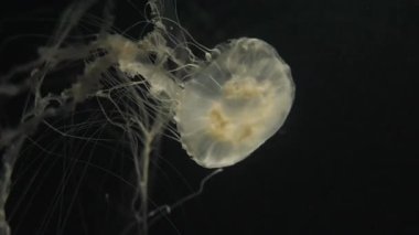 Çeşitliliği ve çeşitliliği ile inanılmaz sualtı dünyası.